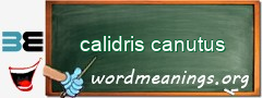 WordMeaning blackboard for calidris canutus